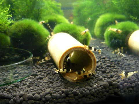 BAMBOO TUBE 17-22mm rurka bambusowa dla krewetek