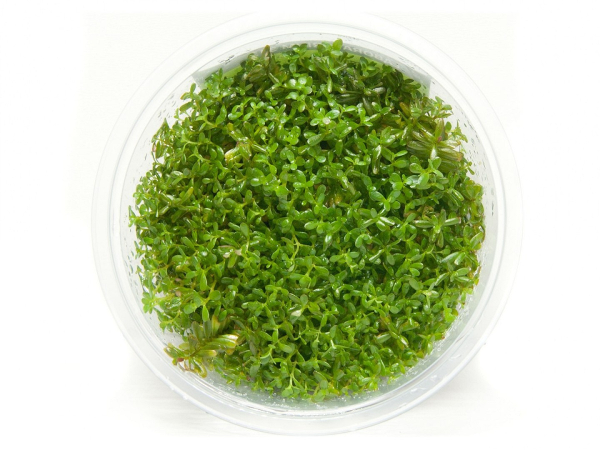 Rotala Rotundifolia (Indica) kubek 10cm in vitro