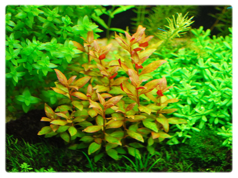 41. Alternanthera Reineckii REINEKA in vitro 5szt