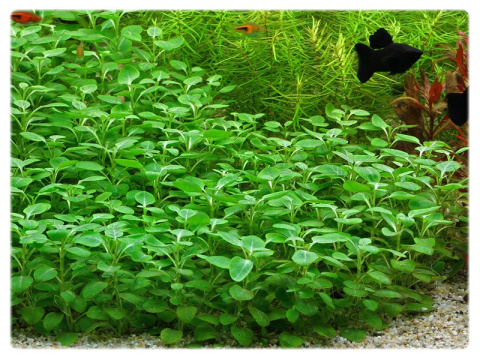 7. Lobelia Cardinalis sp MINI in vitro porcja 2szt 7. Lobelia Cardinalis sp MINI in vitro porcja 2szt