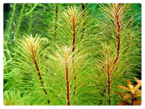74. Rotala sp Vietnam łatwa porcja in vitro 5szt 74. Rotala sp Vietnam łatwa porcja in vitro 5szt