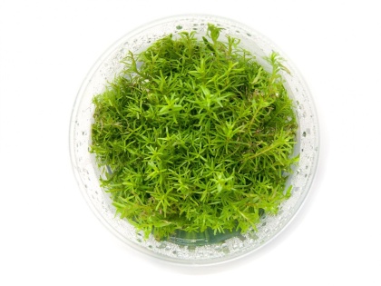 Rotala Nanjeshan Majaka Różowa kubek 10cm in vitro