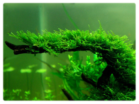 Mech Peacock moss kubek pojemnik S (7cm) in vitro