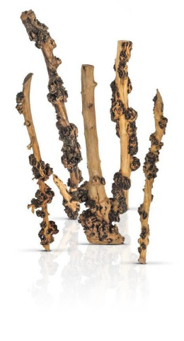 PROGROW ENIGMA WOOD korzeń do akwarium 40-45cm