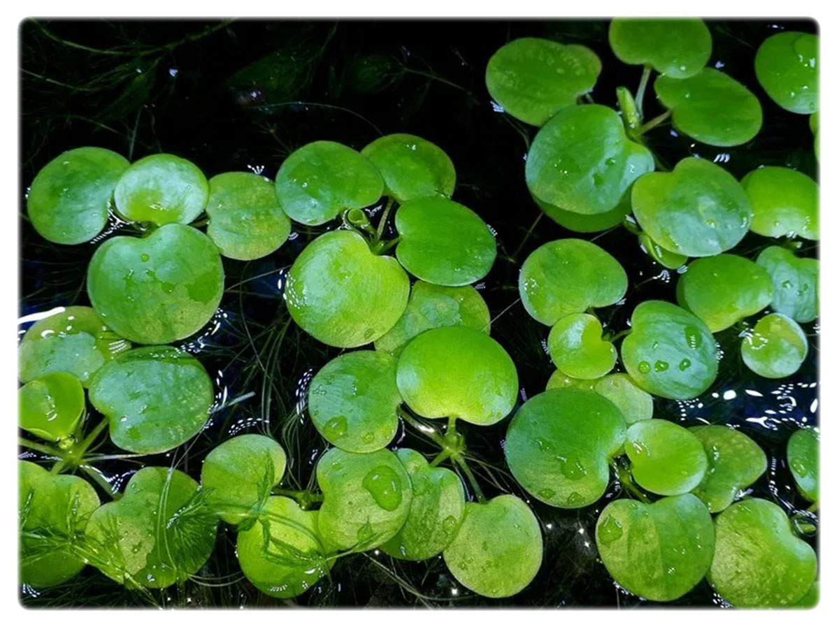 Limnobium Laevigatum roślina pływająca kubek 10cm