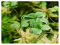 Limnobium Laevigatum roślina pływająca kubek 10cm