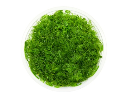 Myriophyllum Mattogrossense kubek 10cm in vitro