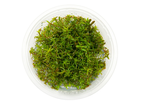 Rotala rotundifolia 'Periya' kubek 10cm in vitro