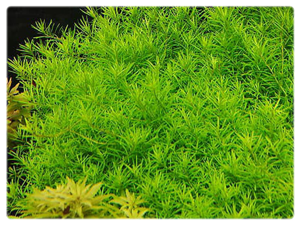 Rotala rotundifolia 'Periya' kubek 10cm in vitro