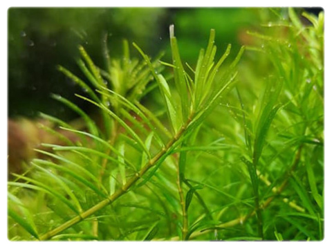 158. Rotala rotundifolia 'Periya' porcja 10szt 158. Rotala rotundifolia 'Periya' porcja 10szt