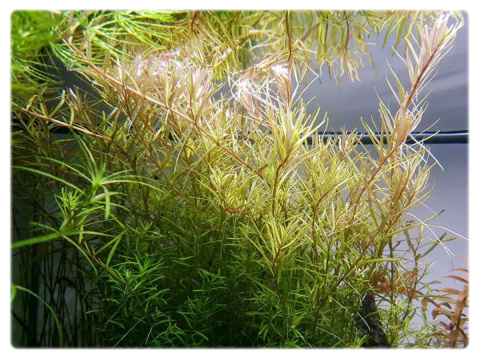158. Rotala rotundifolia 'Periya' porcja 10szt 158. Rotala rotundifolia 'Periya' porcja 10szt