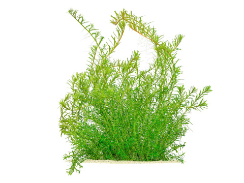 158. Rotala rotundifolia 'Periya' porcja 10szt 158. Rotala rotundifolia 'Periya' porcja 10szt