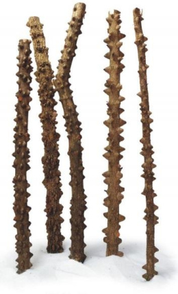 PROGROW POINT WOOD korzeń do akwarium 40-80cm