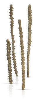 PROGROW POINT WOOD korzeń do akwarium 40-80cm