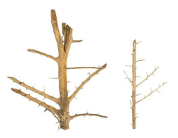 PROGROW TREE WOOD naturalny korzeń 40-55cm