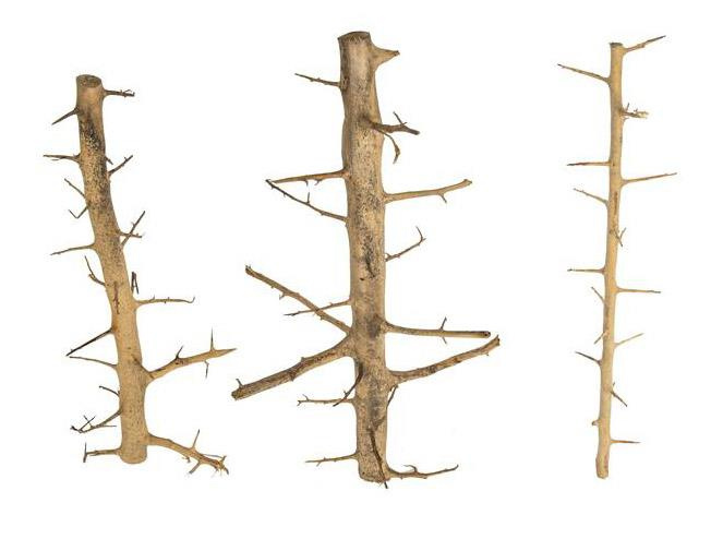 PROGROW TREE WOOD korzeń do akwarium 40-55cm