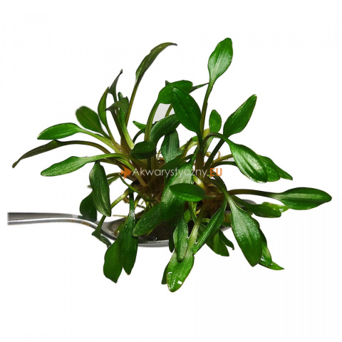 47. Cryptocoryne Undulata RED in vitro 15 listków 47. Cryptocoryne Undulata RED in vitro 15 listków