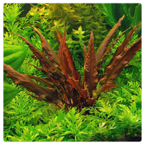 47. Cryptocoryne Undulata RED in vitro 15 listków 47. Cryptocoryne Undulata RED in vitro 15 listków