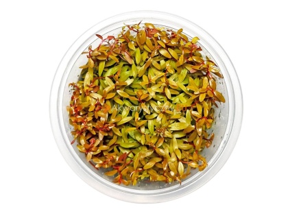 Ammania Senegalensis SENEGALSKA kubek 10cm