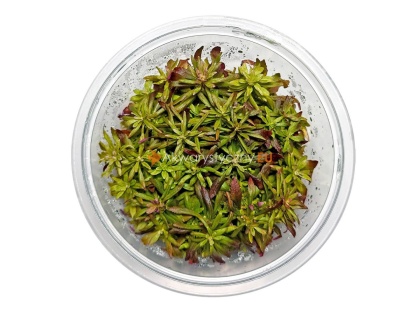 Eustralis Stellata in vitro kubek 10cm