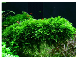 167. Mech Christmas moss (Xmas) porcja in vitro