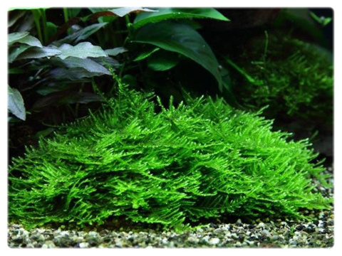 167. Mech Christmas moss (Xmas) porcja in vitro 167. Mech Christmas moss (Xmas) porcja in vitro