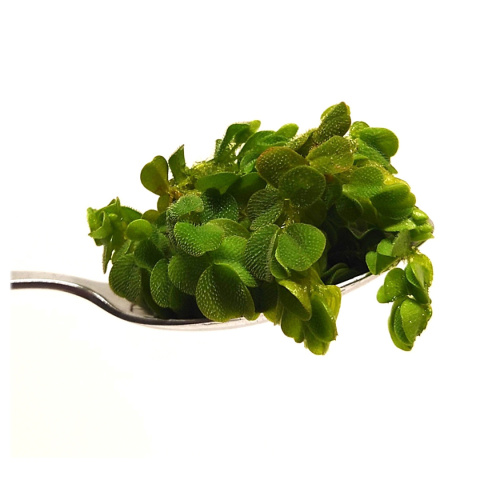 166. Salvinia Auriculata pływająca in vitro 10szt 166. Salvinia Auriculata pływająca in vitro 10szt