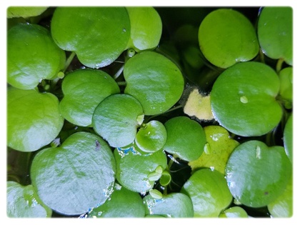 Limnobium Laevigatum roślina do oczka wodnego