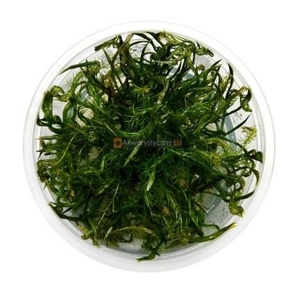 Mayaca Santarem Red in vitro kubek 10cm