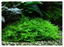 Mech Christmas moss (Xmas) kubek 10cm in vitro