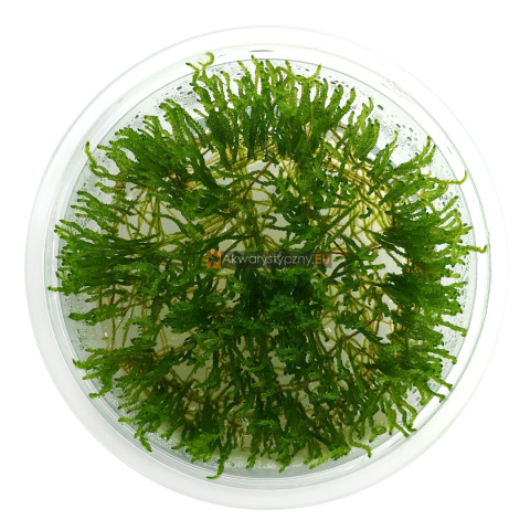 Mech Flame moss (Taxiphyllum) kubek 10cm in vitro