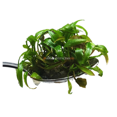 174. Cryptocoryne Affinis Red porcja in vitro 174. Cryptocoryne Affinis Red porcja in vitro