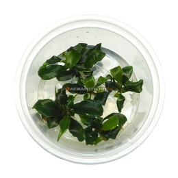 Bucephalandra Wavy Green kubek 7cm in vitro