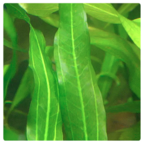 Echinodorus Horemanii Green (Żabienica Horemana) koszyk