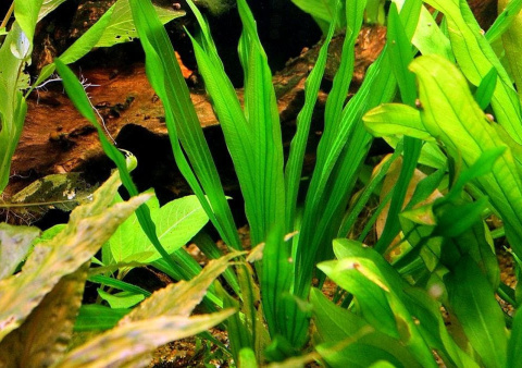 Echinodorus Horemanii Green (Żabienica Horemana) koszyk