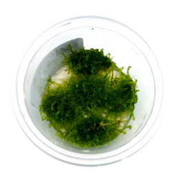 Mech Christmas moss (Xmas) kubek 5cm in vitro
