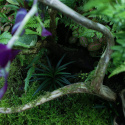 YOKUCHI Tensui Mist 200ml - preparat do zraszania roślin tropikalnych