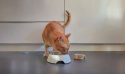 Comfy Appetit Premium Mousse Indyk 85g mokra karma dla kota w puszce