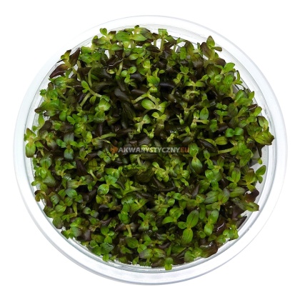 Bacopa Salzmanii Purple Fioletowa in vitro kubek 10cm