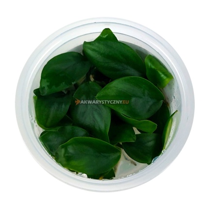 Anubias Barteri (Bartera) in vitro pojemnik 7cm