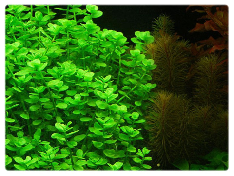 Bacopa Monnieri Drobnolistna kubek 10cm in vitro