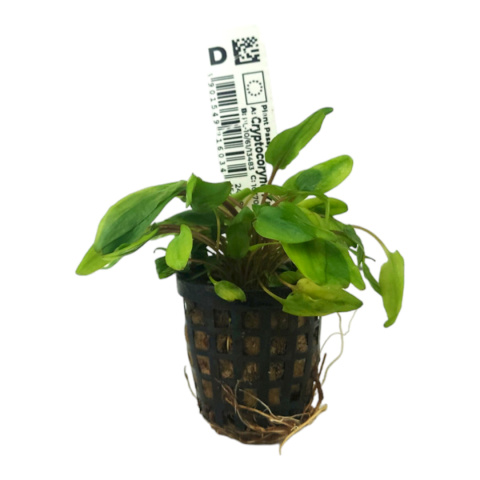 Cryptocoryne Krauterii (Zwartka) koszyk Cryptocoryne Krauterii (Zwartka) koszyk