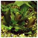 Echinodorus Harbich - Żabienica do małego akwarium - koszyk