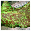 Echinodorus Green Flame (Żabienica) koszyk