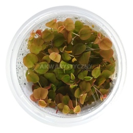 Phyllanthus Fluitans in vitro kubek pojemnik S (7cm) roślina pływająca