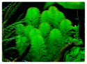 5. Myriophyllum Aquaticum (Wywłócznik) in vitro 15szt