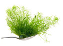 5. Myriophyllum Aquaticum (Wywłócznik) in vitro 15szt