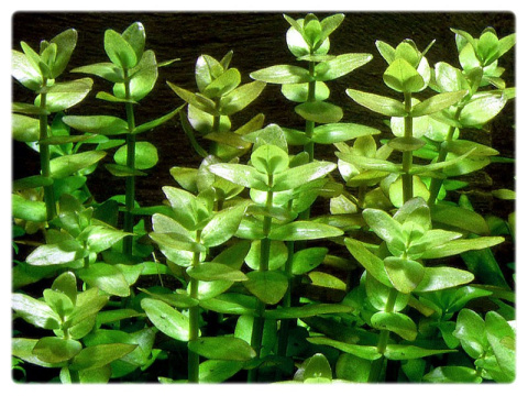 Bacopa Caroliniana KAROLIŃSKA kubek 10cm in vitro Bacopa Caroliniana KAROLIŃSKA kubek 10cm in vitro