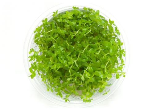 Bacopa Australis kubek 10cm in vitro