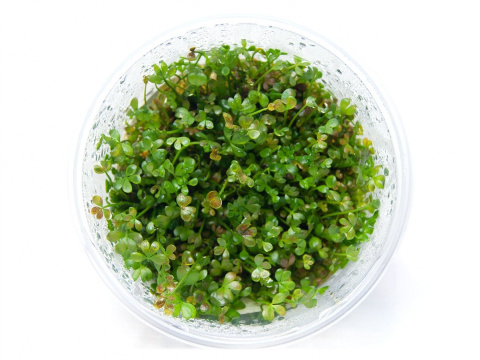 Marsilea Hirsuta kubek 10cm in vitro